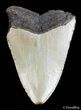 Bargain / Inch Carolina Megalodon Tooth #2725-1